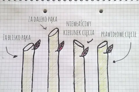 Ilustracja pokazuje, kiedy przycinać róże na wiosnę: cięcie za daleko pąka, za blisko pąka, niewłaściwy kierunek cięcia i prawidłowe cięcie.