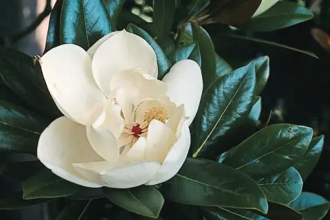Piękny, biały kwiat magnolii zimozielonej wśród ciemnozielonych liści.
