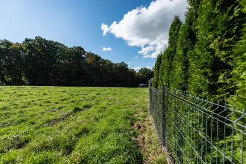 Żywopłot z tui wzdłuż metalowego ogrodzenia, na tle zielonej łąki i drzew.