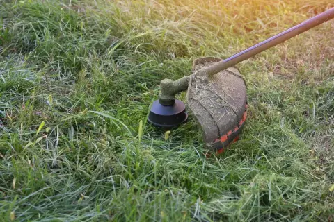 Kosiarka wykonuje mulczowanie trawy, pozostawiając drobno skoszone źdźbła na trawniku.
