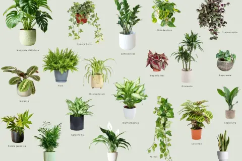 Kolekcja roślin doniczkowych: Monstera, paproć, zamiokulkas, kalatea i inne.