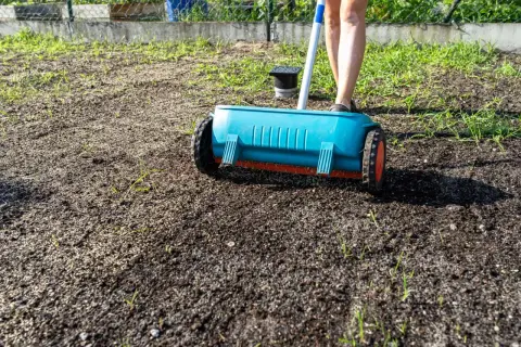 Osoba rozsiewa nasiona trawy na starym trawniku za pomocą siewnika.
