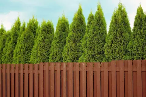 Tuje Smaragd: Odległość od ogrodzenia (50-60 cm) i prawo