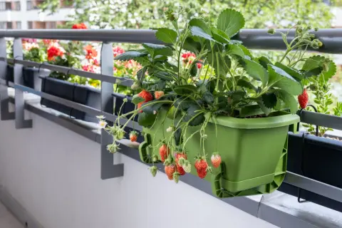 Dojrzałe i zielone truskawki zwisają z zielonej doniczki na balkonie. W tle kwitną czerwone pelargonie.