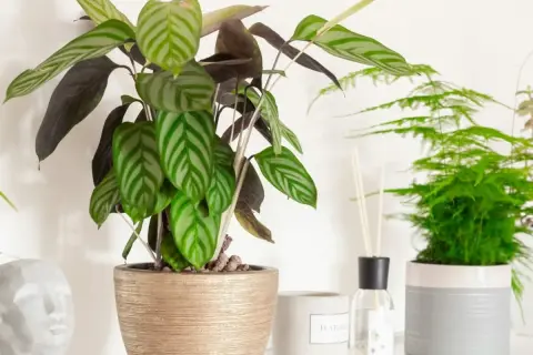 Kwiat calathea z pasiastymi liśćmi w złotej donicy, obok dyfuzor zapachowy i inne rośliny.