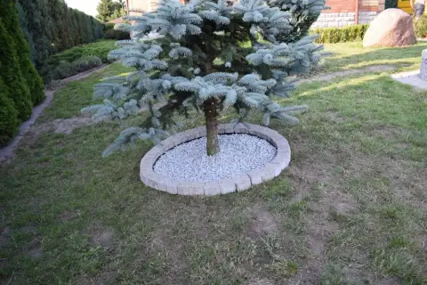 Niebieska choinka otoczona kamiennymi klombami, tworząc estetyczną ozdobę ogrodu.