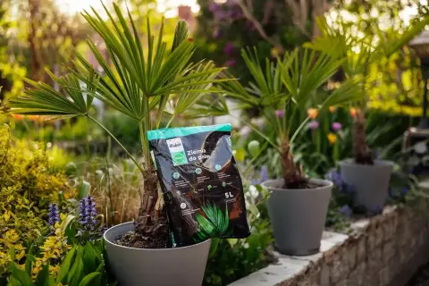 Juka w doniczce, obok torba z napisem "Ziemia do palm". W tle ogród z kwiatami.