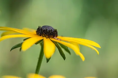 Mały pajączek na żółtym płatku rudbekii. Czy rudbekia jest wieloletnia? Tak, to piękna, wieloletnia roślina ozdobna.